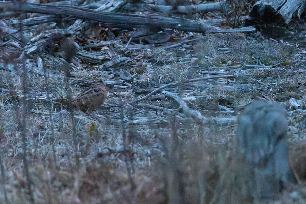 American Woodcock - Rajan Rao