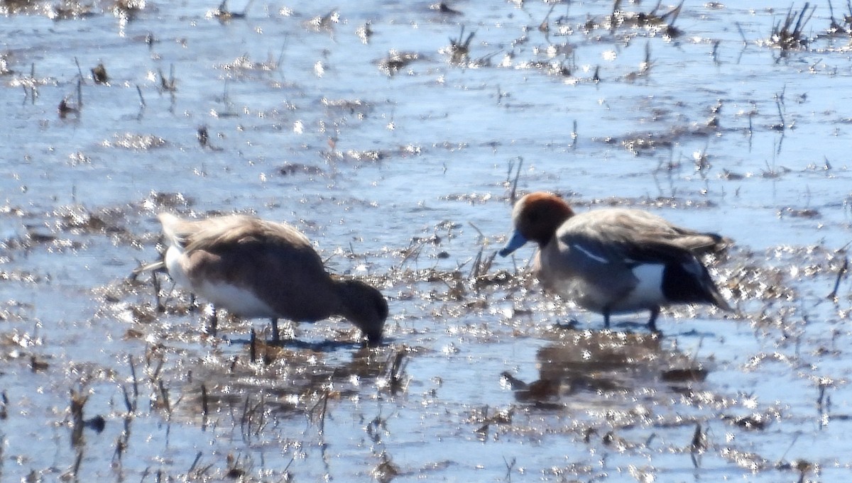 Eurasian Wigeon - ML617273700