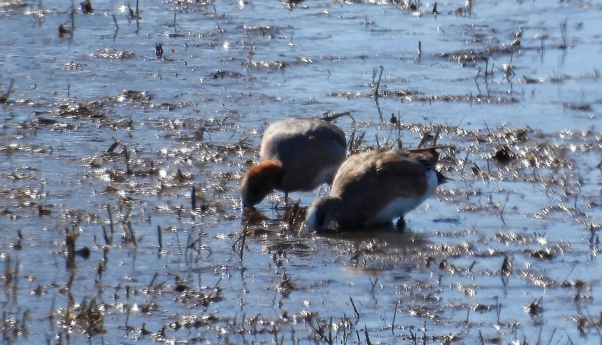 Eurasian Wigeon - ML617273701