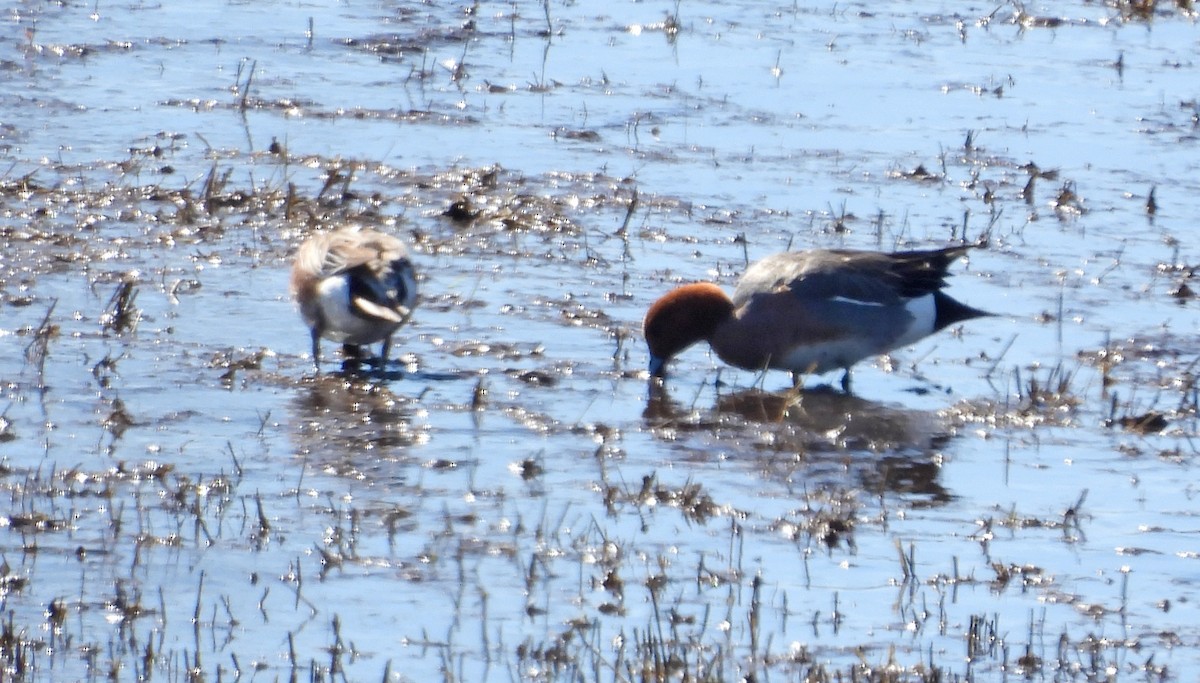 Eurasian Wigeon - ML617273702