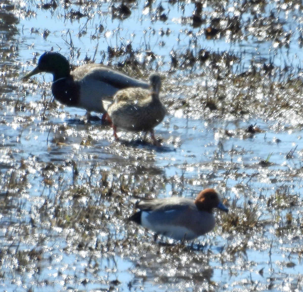 Eurasian Wigeon - ML617273703