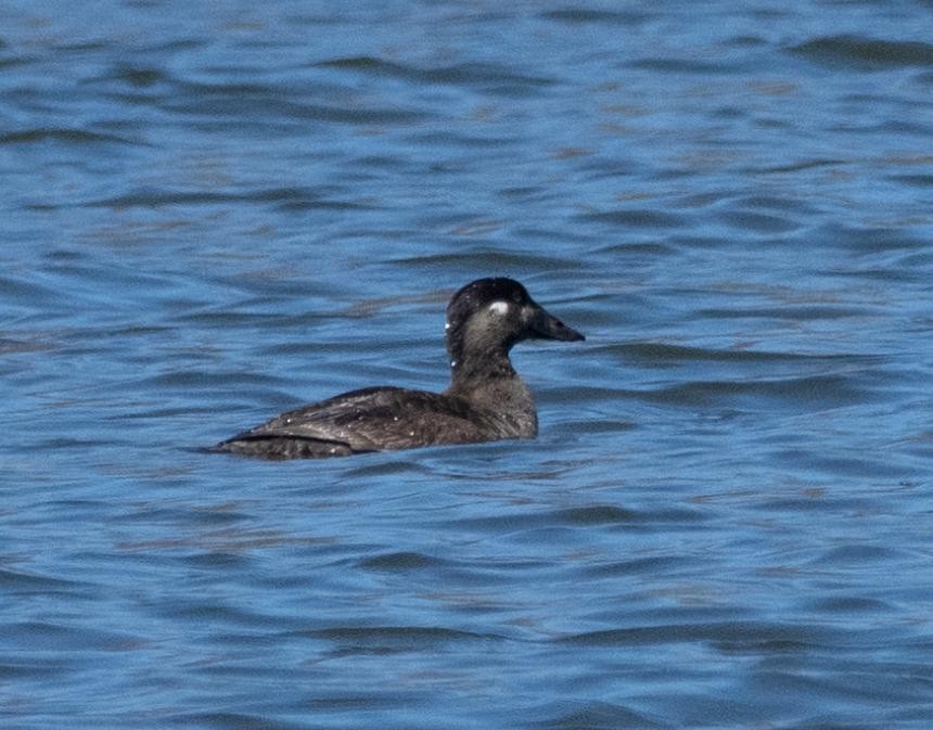 Surf Scoter - ML617273706