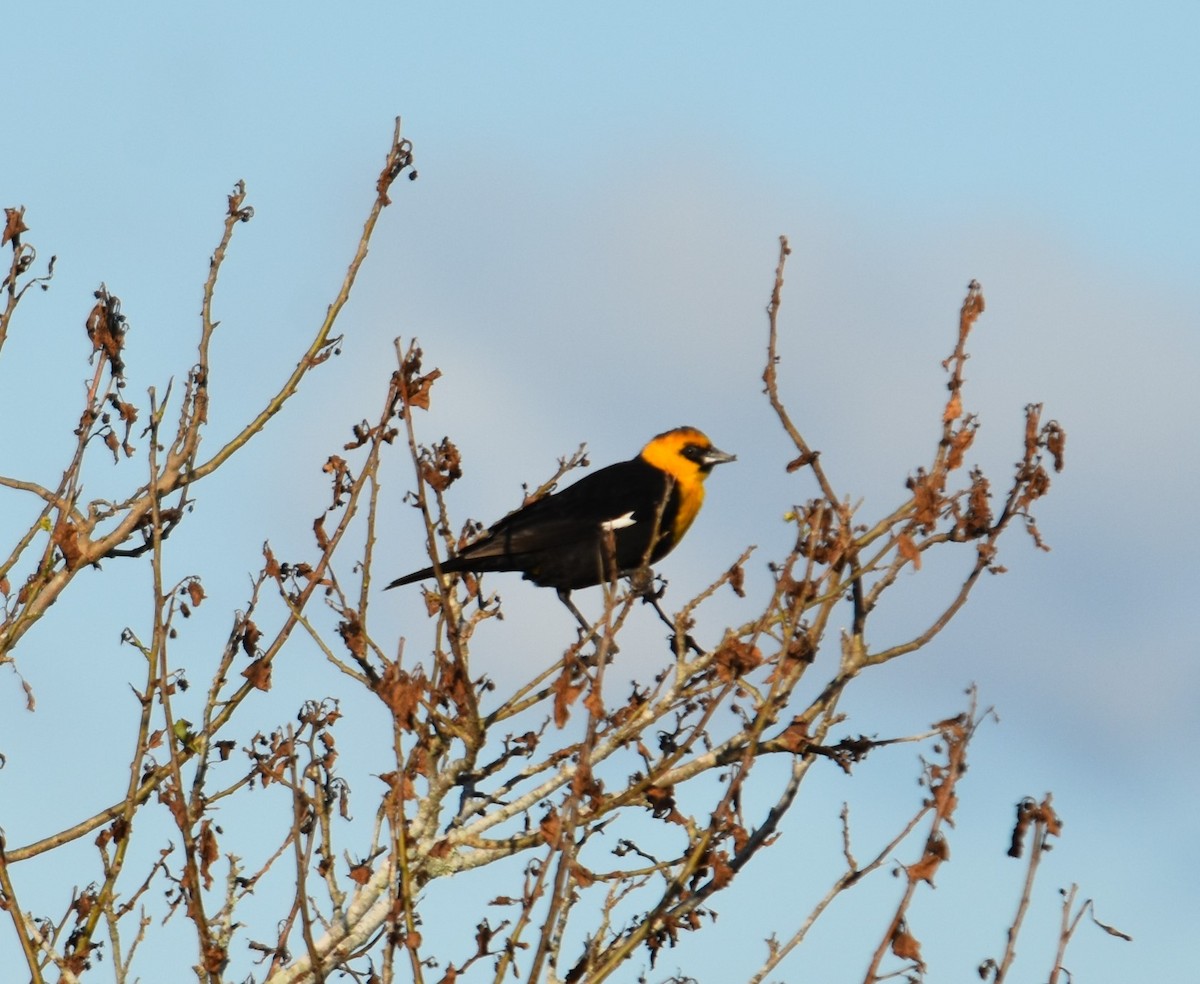 Yellow-headed Blackbird - ML617273708