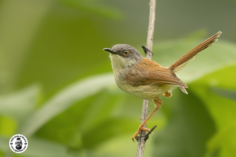 Gray-crowned Prinia - ML617273718