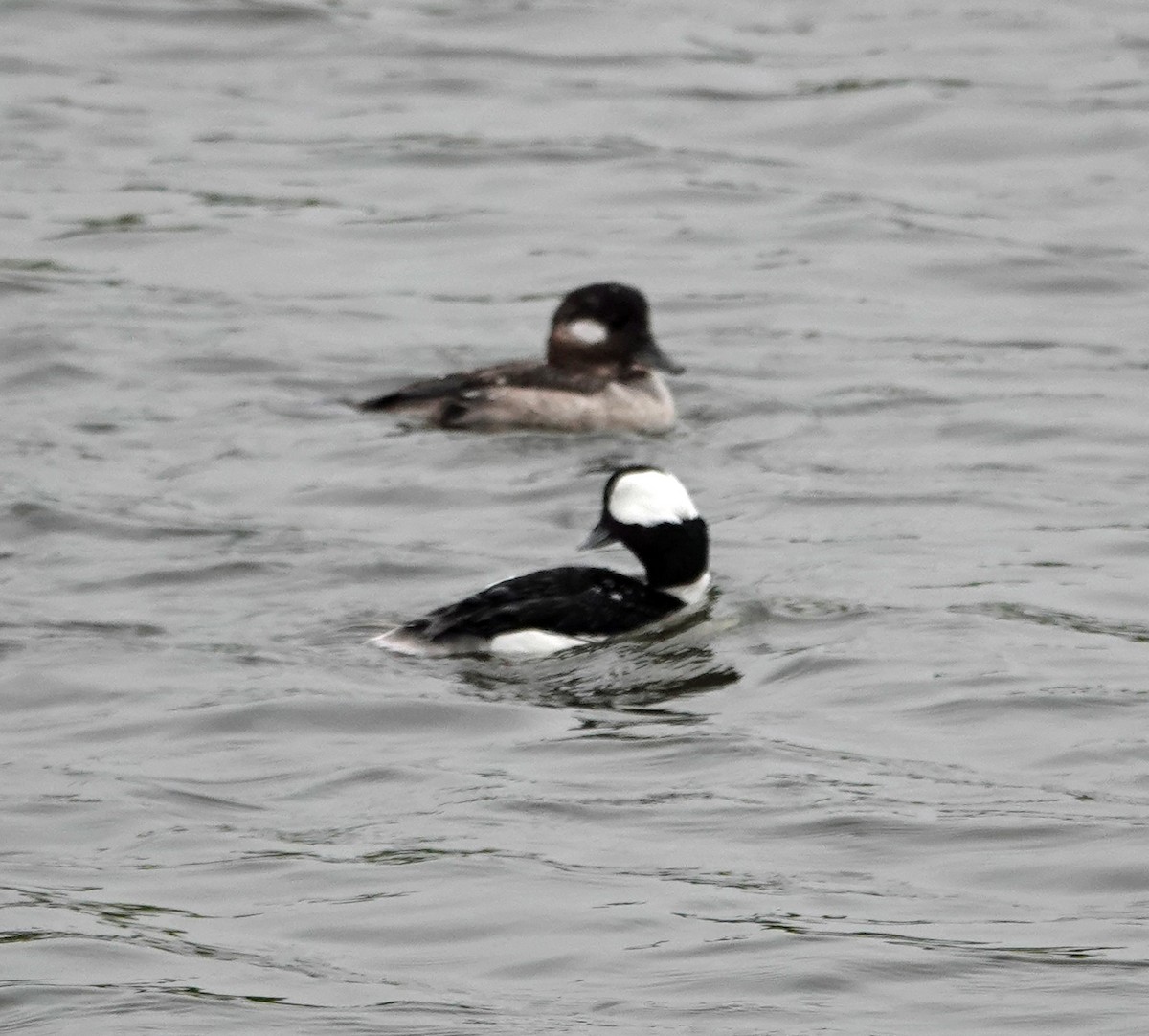 Bufflehead - ML617273729