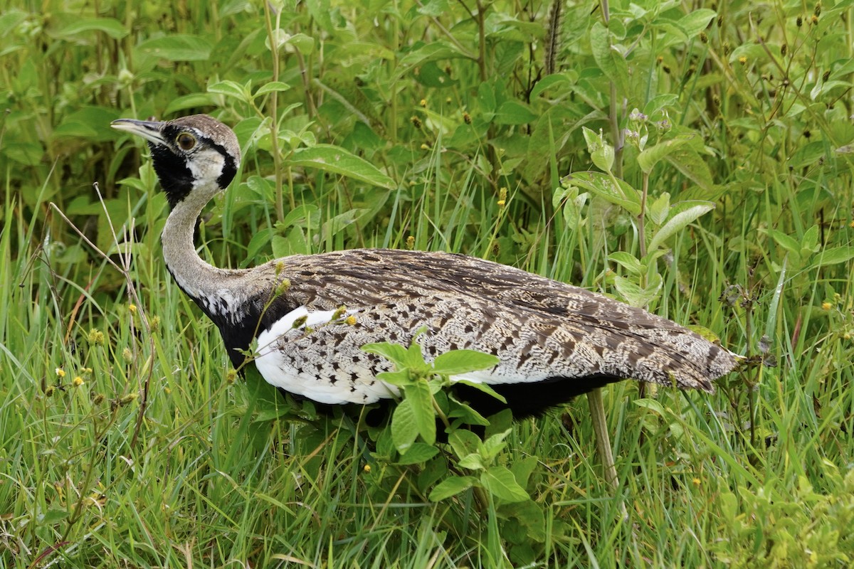 Black-bellied Bustard - ML617273767