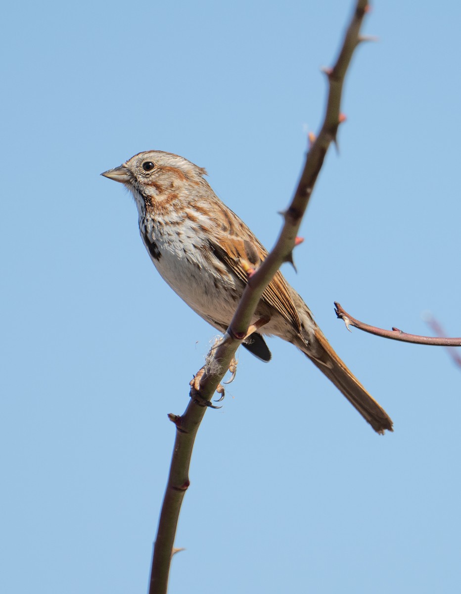 Song Sparrow - Terry Rich