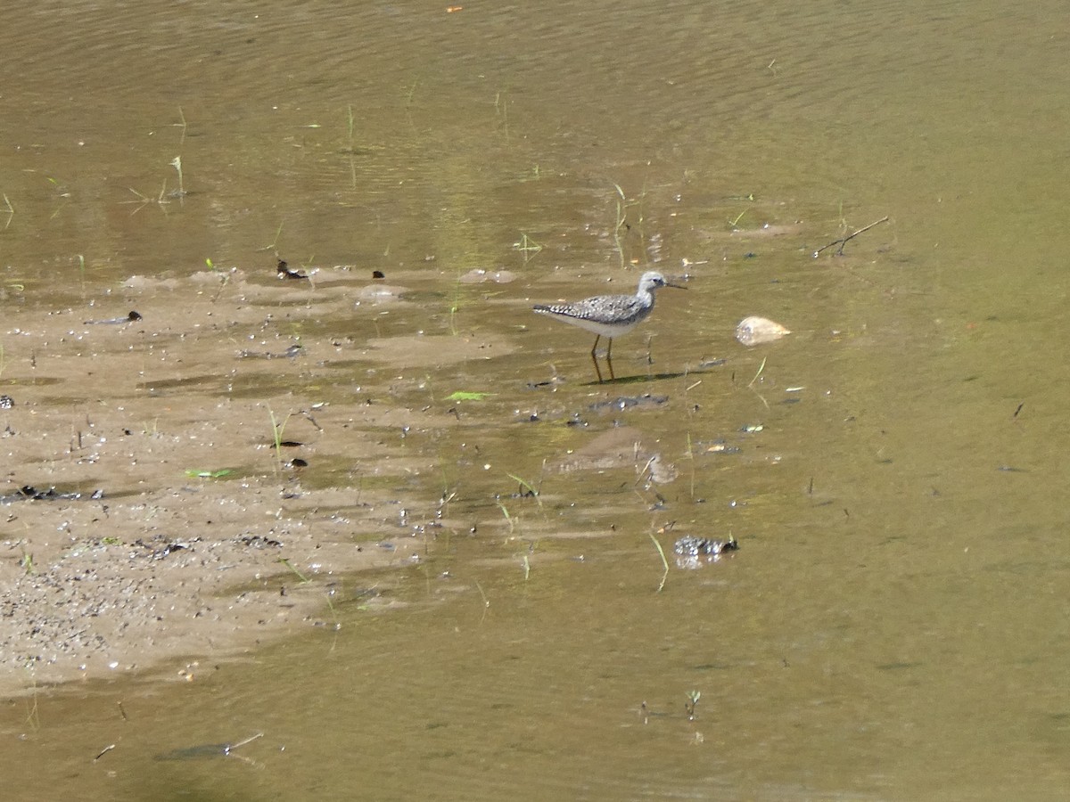 Lesser Yellowlegs - Leigh McDougal