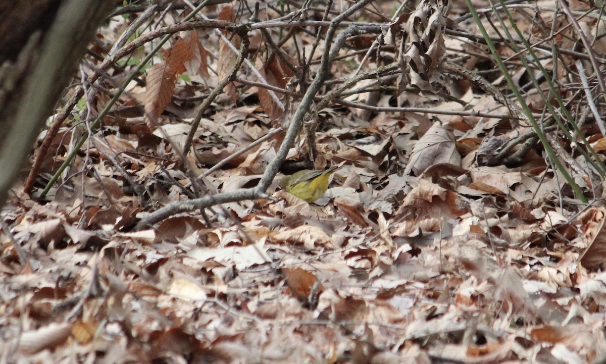 Palm Warbler (Yellow) - ML617273842
