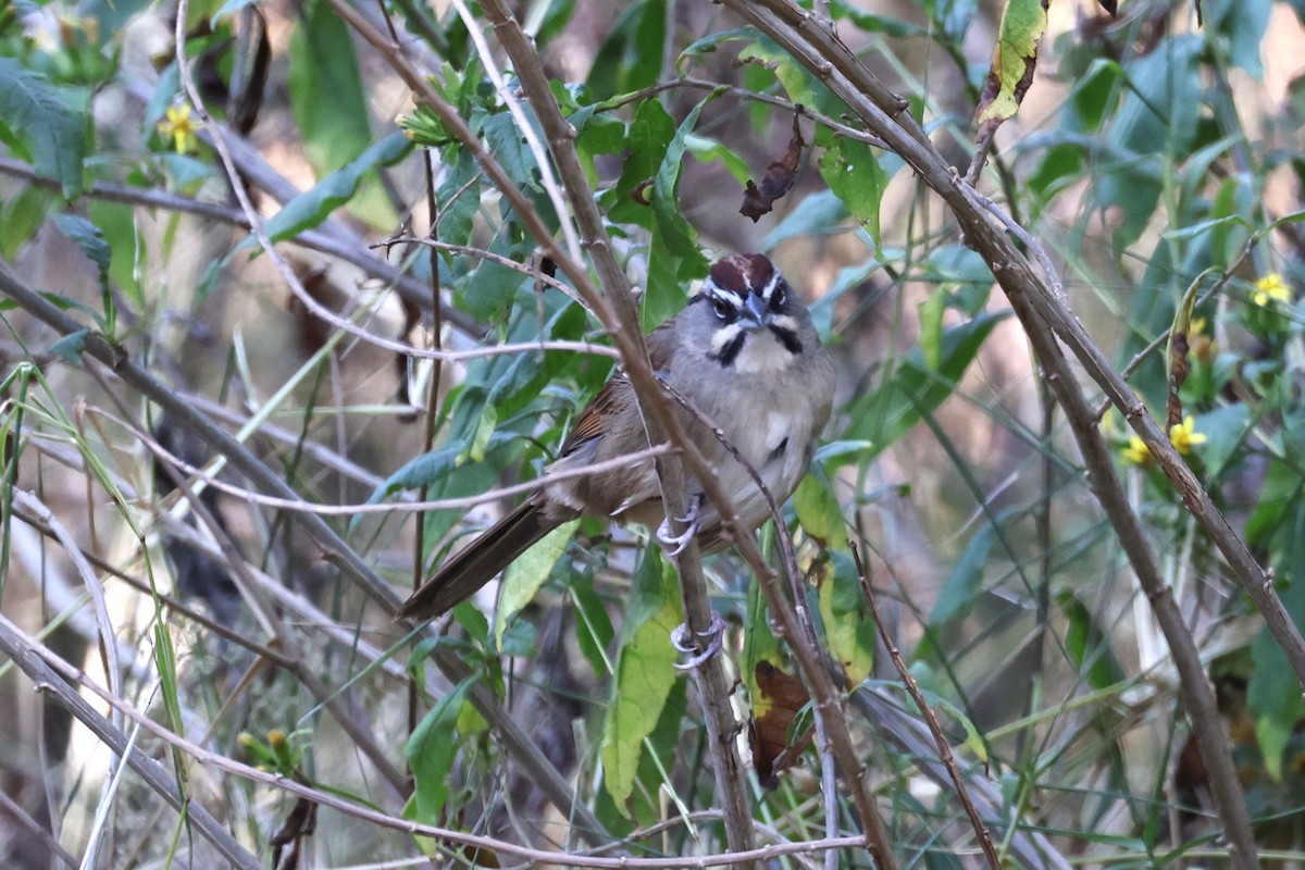 Rusty Sparrow - ML617273855