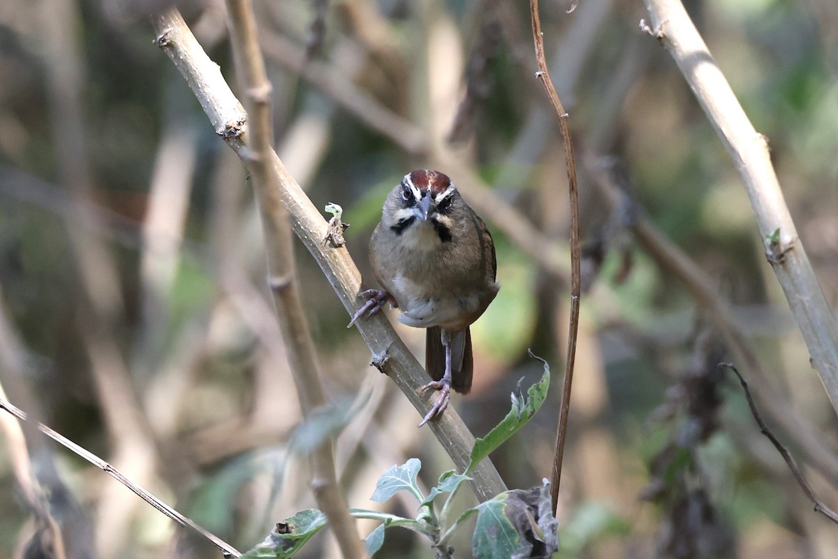 Rusty Sparrow - ML617273858