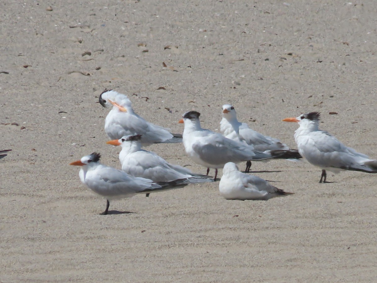 Royal Tern - ML617273859