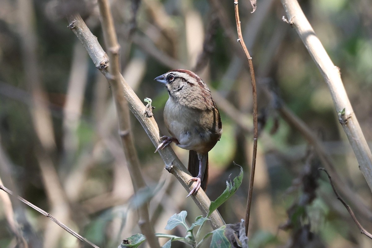 Rusty Sparrow - ML617273861