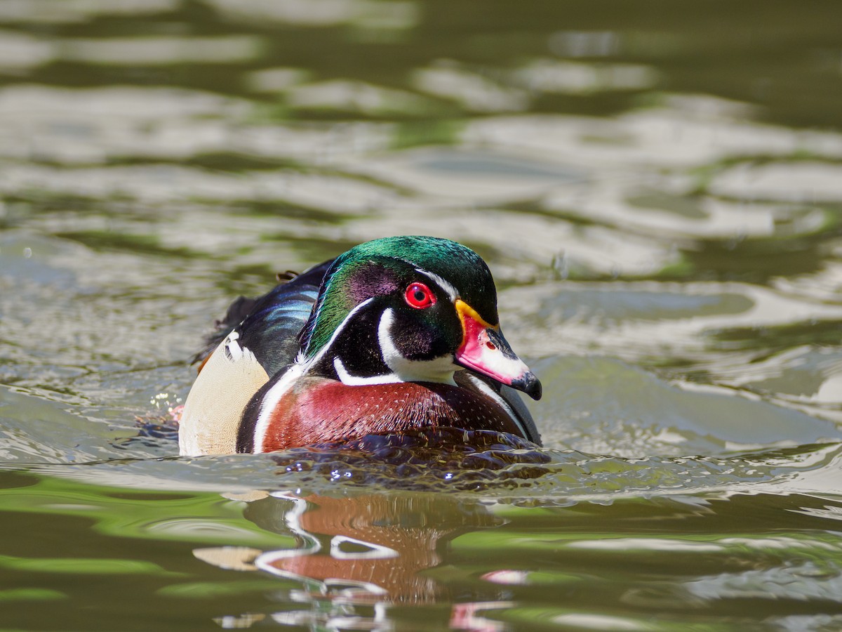 Wood Duck - ML617273890