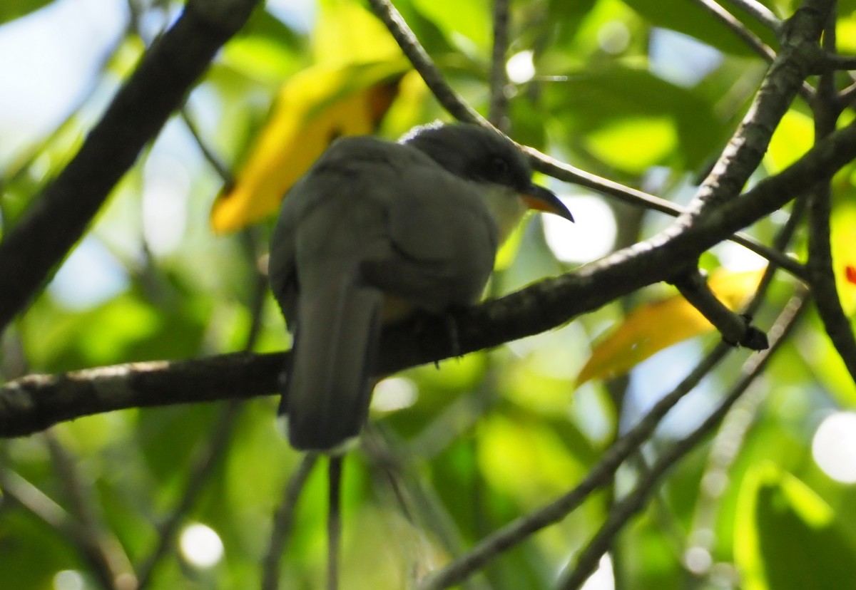 Mangrove Cuckoo - ML617273933