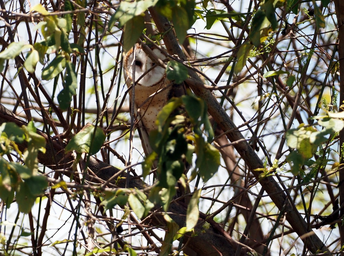 Barn Owl - ML617273964