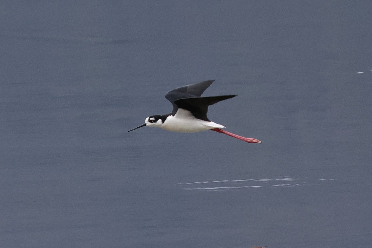 Black-necked Stilt - ML617273976