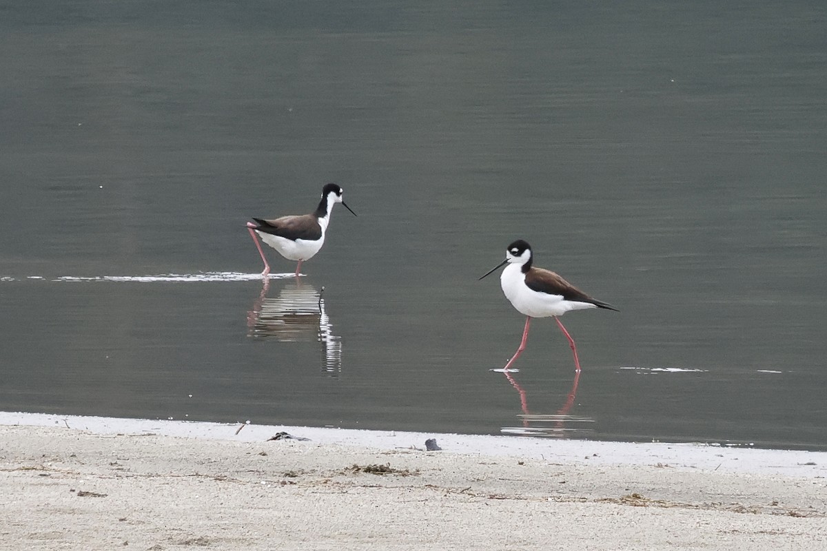 Black-necked Stilt - ML617273977