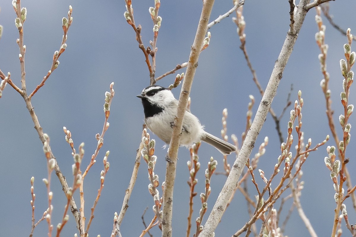 Mountain Chickadee - ML617273984