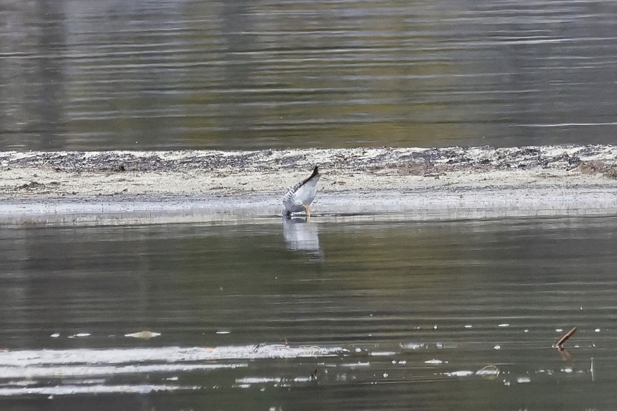 Lesser/Greater Yellowlegs - ML617273989