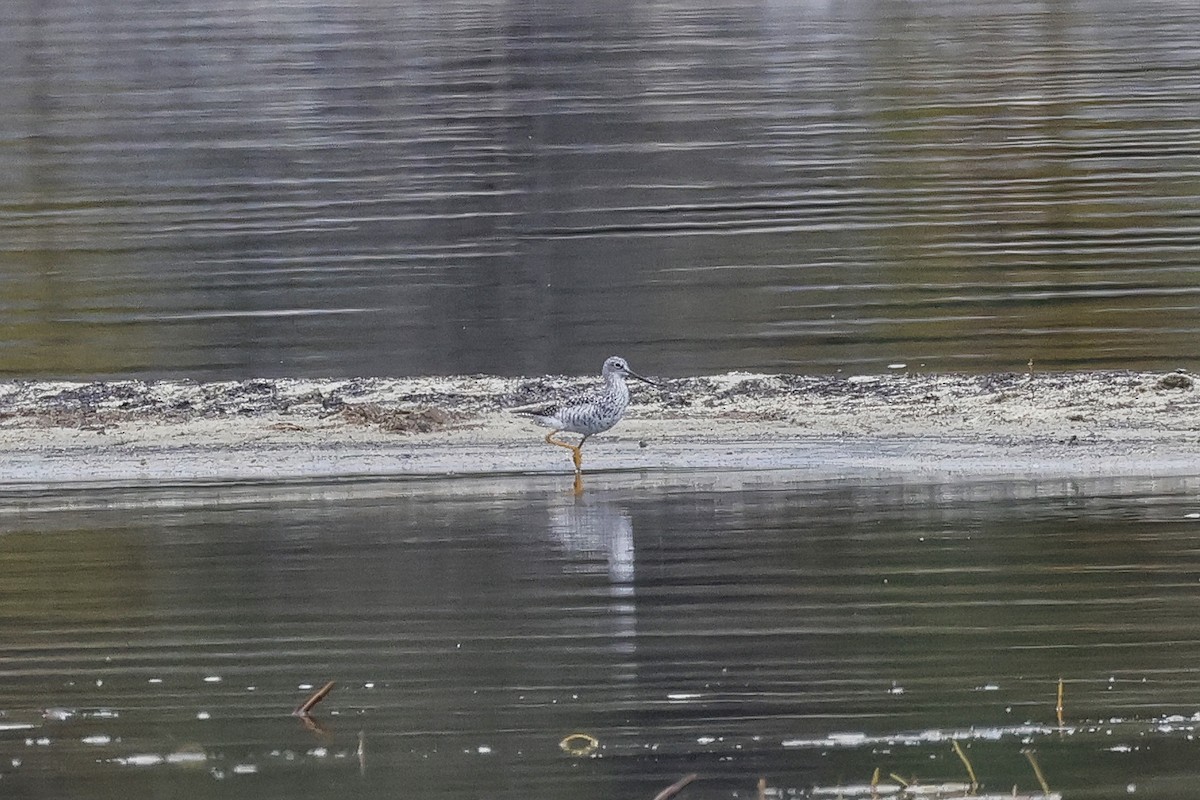 Lesser/Greater Yellowlegs - ML617273990