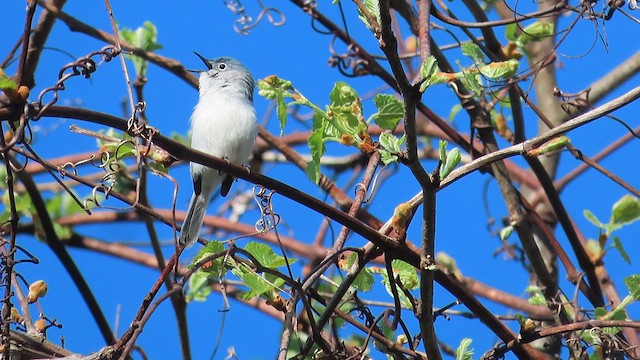 Blue-gray Gnatcatcher - ML617274021