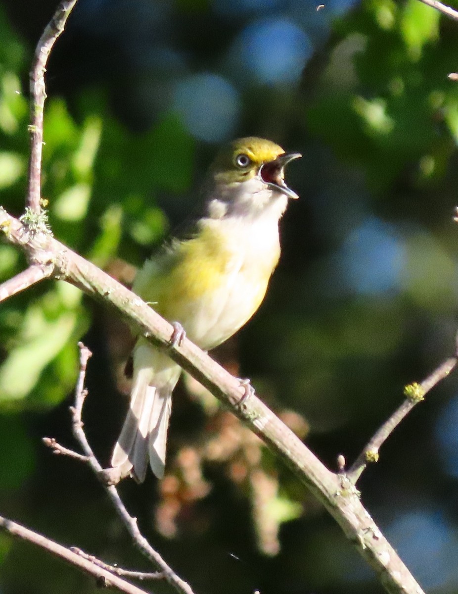 Ak Gözlü Vireo - ML617274022