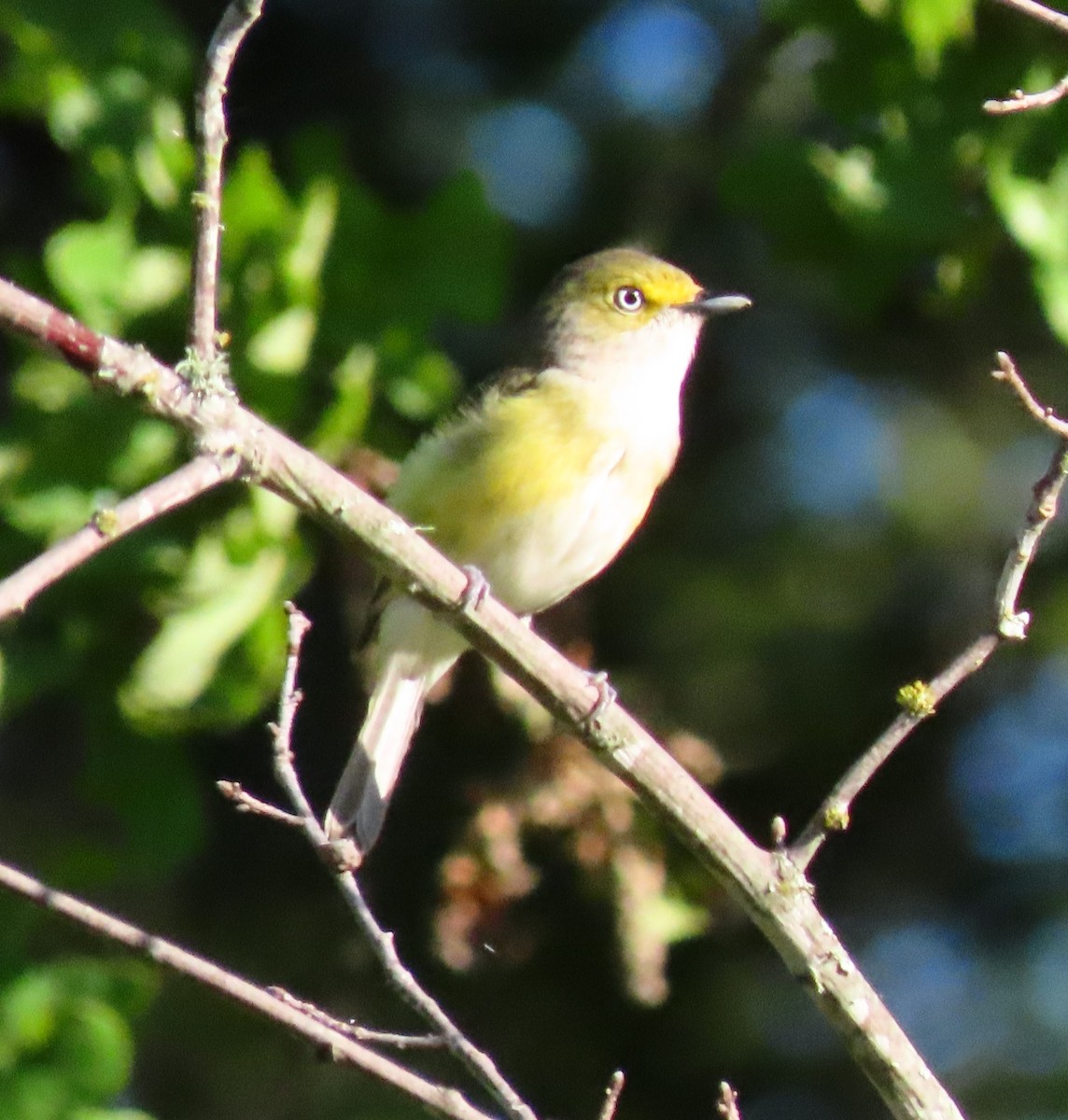 Ak Gözlü Vireo - ML617274023