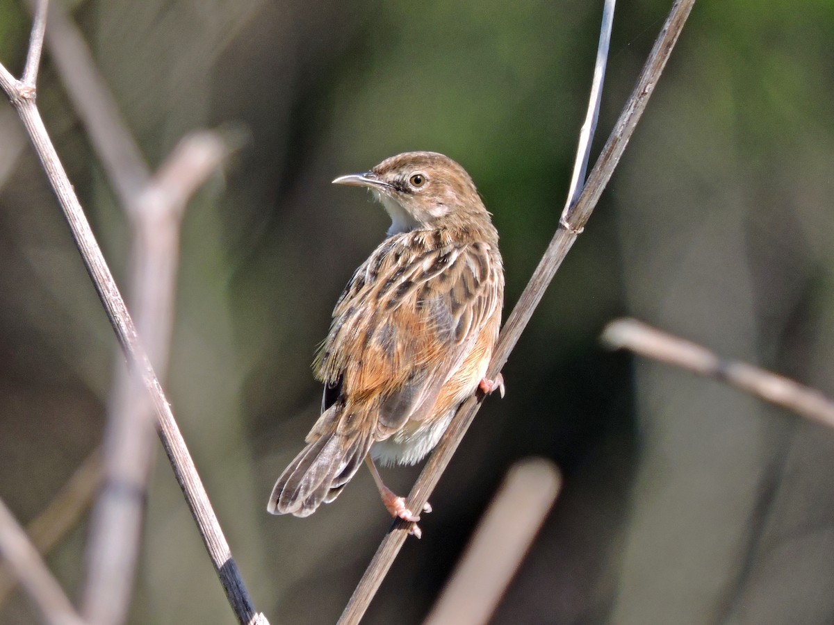 Zitting Cisticola - ML617274044