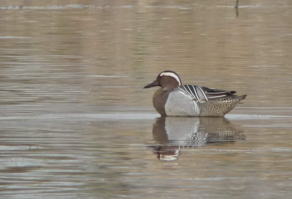 Garganey - ML617274079