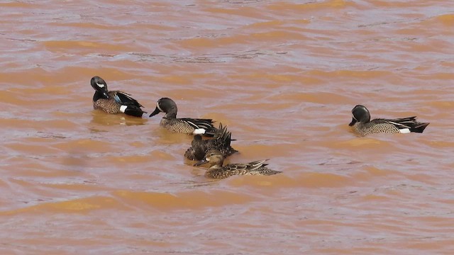 Blue-winged Teal - ML617274126