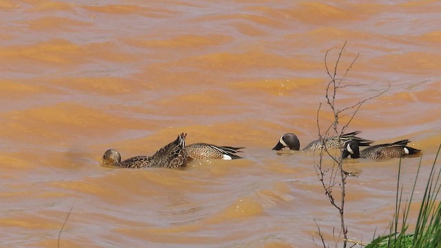 Blue-winged Teal - ML617274140