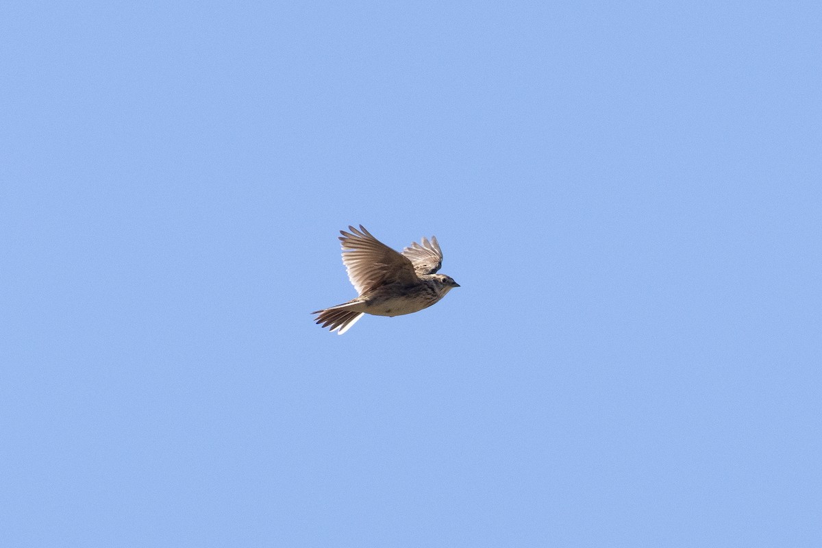 Eurasian Skylark - Evan Buck