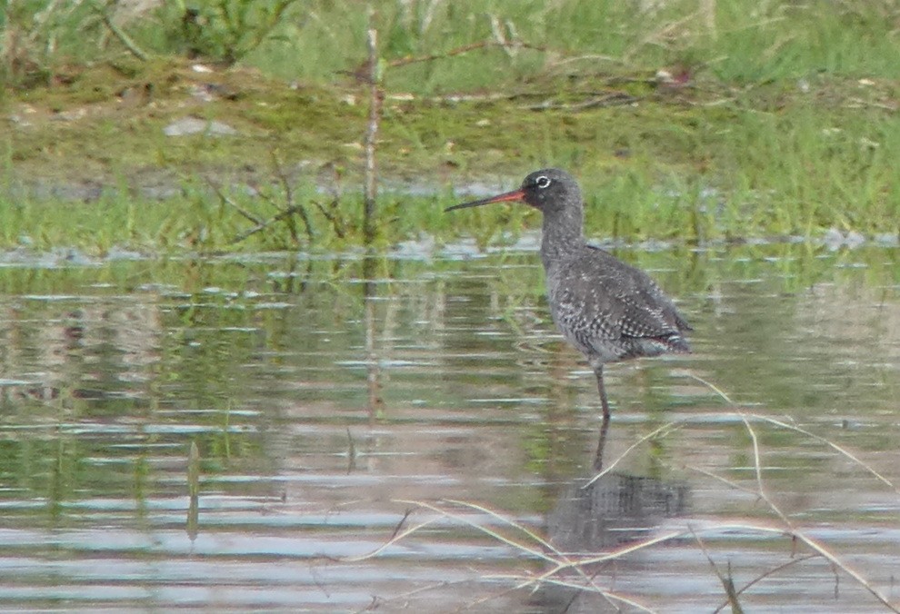 Spotted Redshank - ML617274150