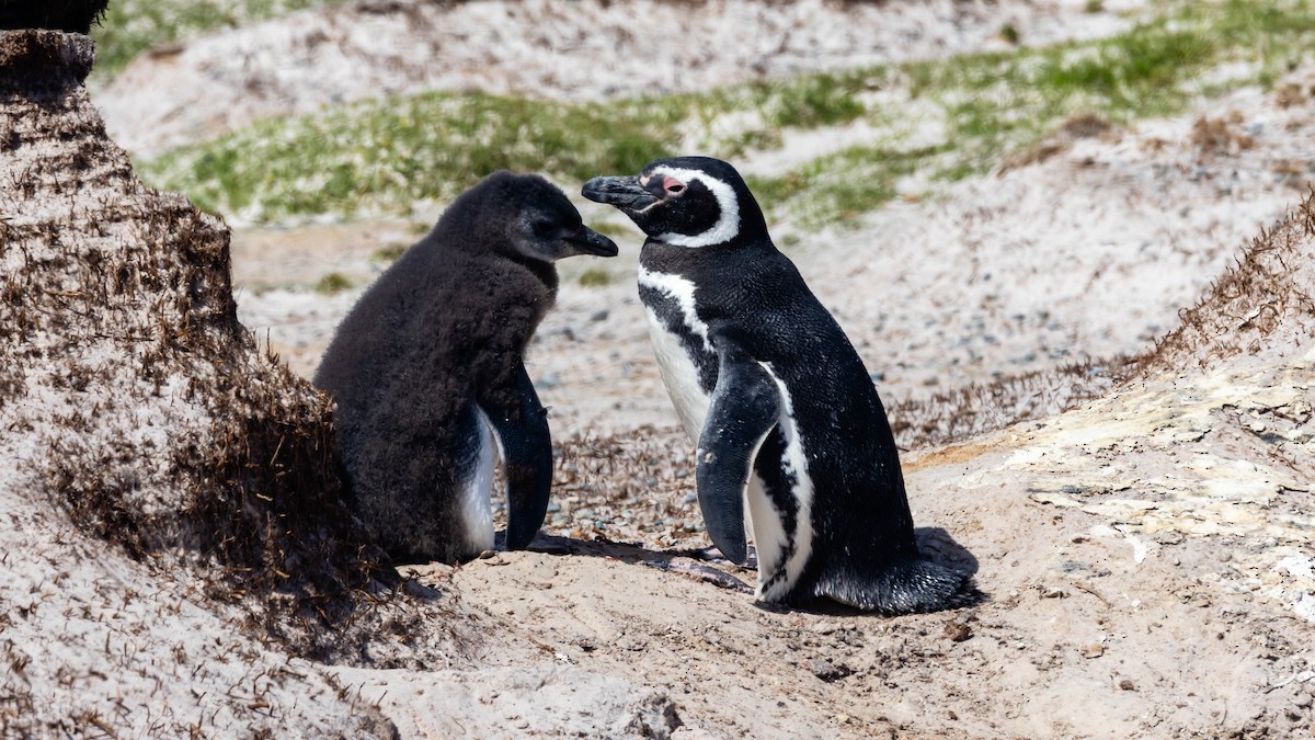 Magellanic Penguin - ML617274156