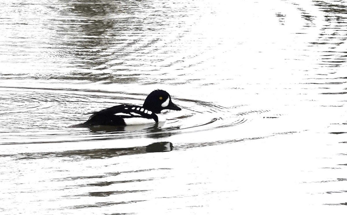 Barrow's Goldeneye - ML617274157