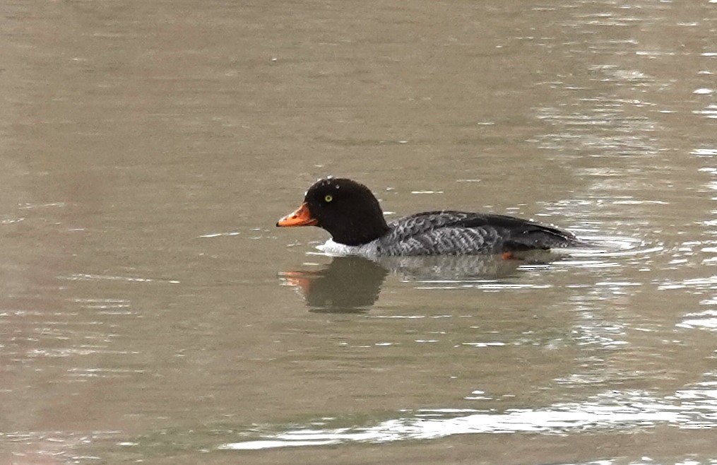 Barrow's Goldeneye - ML617274160