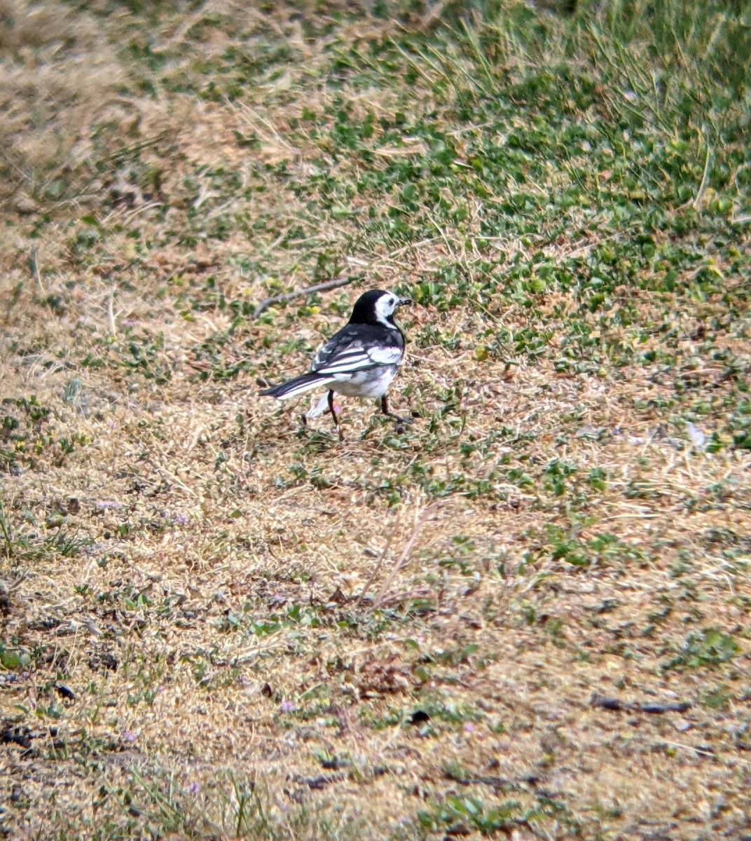 White Wagtail (British) - ML617274195