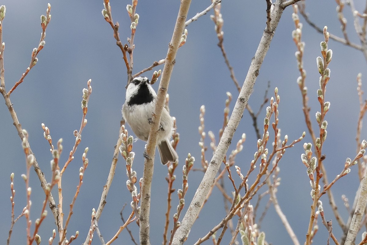 Mountain Chickadee - ML617274203