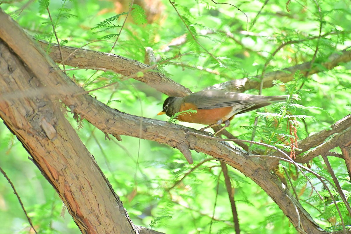 American Robin - Oscar Amaro