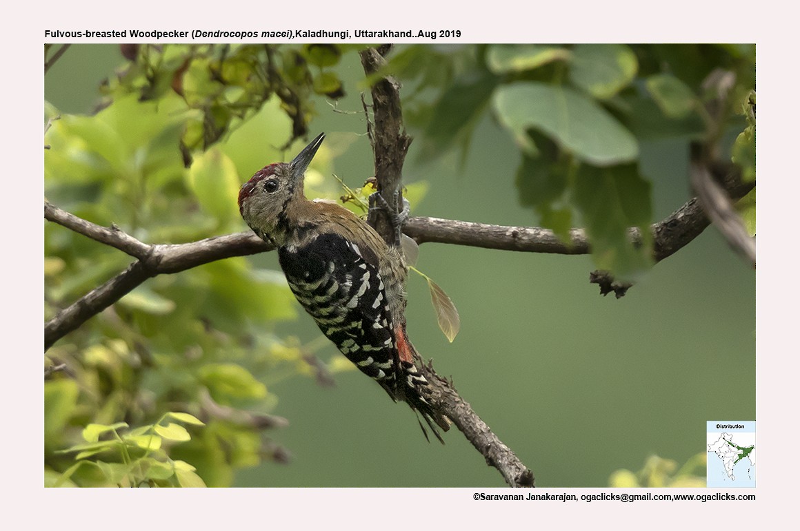 Fulvous-breasted Woodpecker - ML617274206