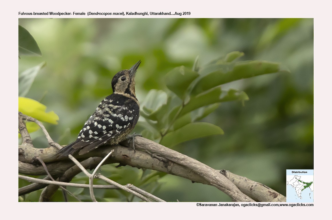 Fulvous-breasted Woodpecker - ML617274208