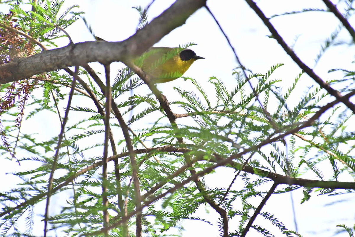 Common Yellowthroat - Oscar Amaro