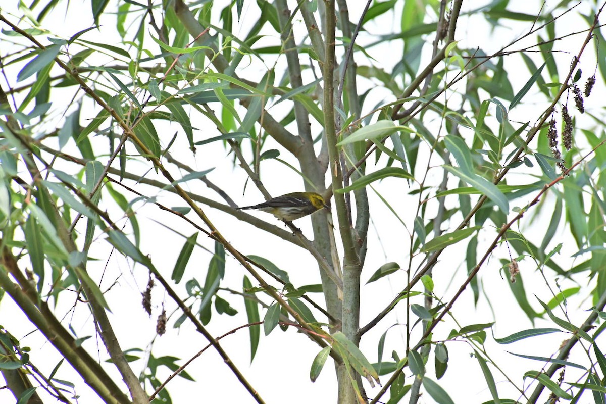 Black-throated Green Warbler - Oscar Amaro