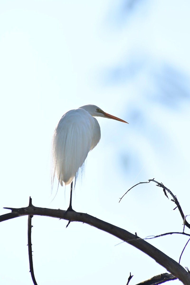 Great Egret - Oscar Amaro