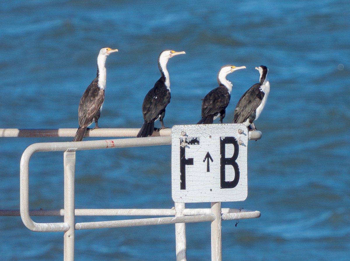 Pied Cormorant - Stephen Menzie