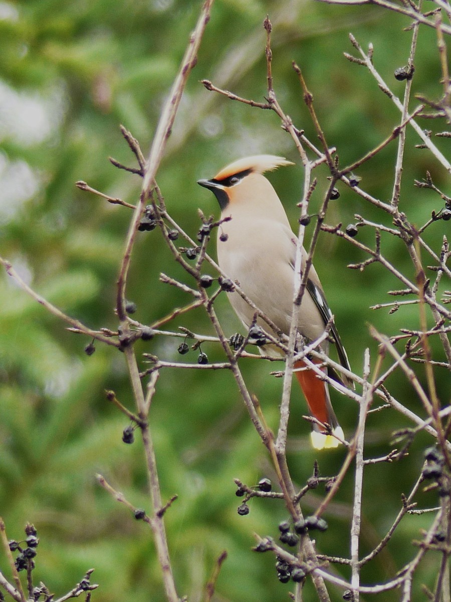 Bohemian Waxwing - ML617274286