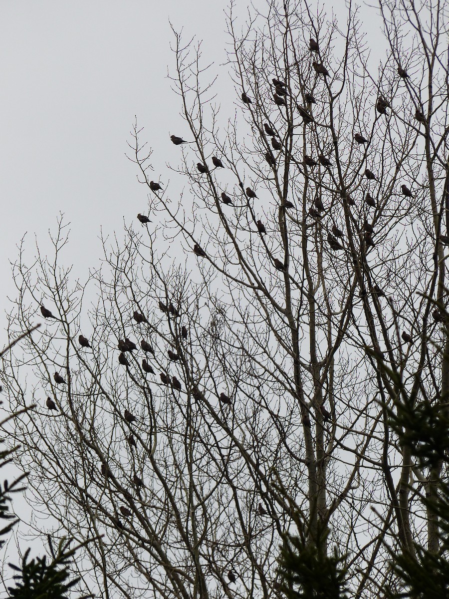 Bohemian Waxwing - ML617274290