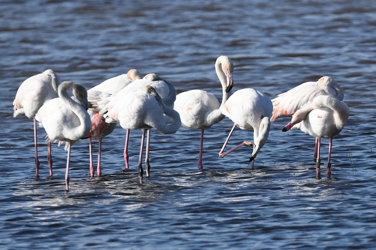Greater Flamingo - Juan José  Bazan Hiraldo