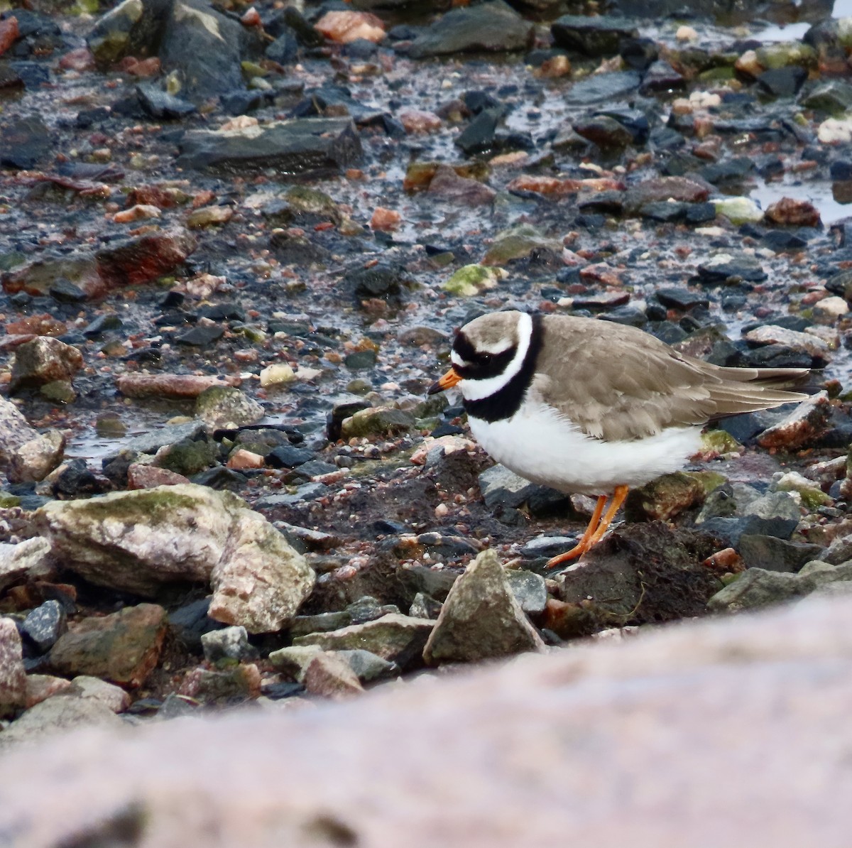 Common Ringed Plover - ML617274326